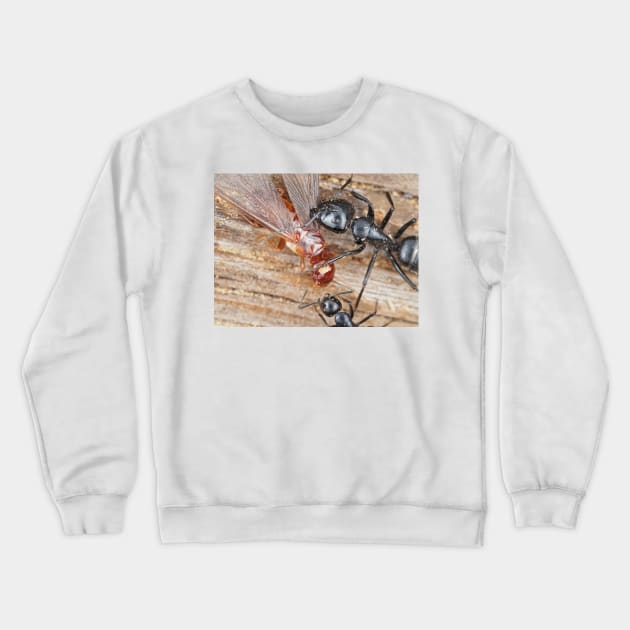 Carpenter ants fighting a dampwood termite Crewneck Sweatshirt by SDym Photography